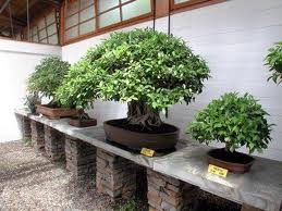 Bonsai Museum